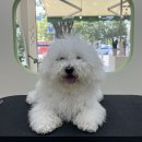 아워퍼피 이미지