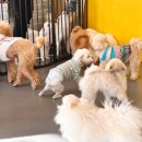 멜리애견유치원 이미지