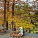 11월11일(토) 과천 서울대공원 가을단풍 트레킹 이미지