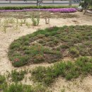 주식회사 미진유통 | 사용사업주에 대한 회생절차개시결정이 있는 경우 파견법 및 동법 시행령의 직접고용의무 제한규정에...