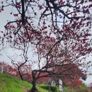 금산-18 | [충남 금산] <남일면 홍도화축제> 축제는 끝났지만 꽃은 아름다워요