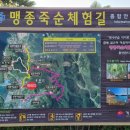 맹종죽순체험길 이미지