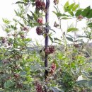 화강농장 이미지