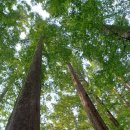 힐링(장태산) 이미지