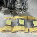 김선생펫푸드 이미지