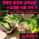 농업회사법인 (주)가야바이오 | 농업회사법인(주)에스펠리어 (백종원 플라워 교육농장) - 수경재배 식물