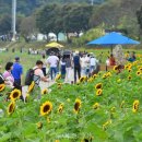 장성 황룡강 가을꽃축제, 9일간 49만여명 찾아 가을꽃잔치 즐겼다! . 이미지