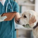 수청포근동물병원 이미지