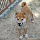 왕초켄넬 이미지