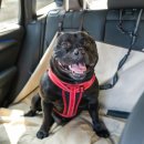 나는강아지 이미지