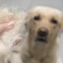 사람과 애견 이미지