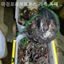 몽산포레져