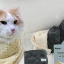 몬스터펫