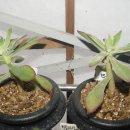 부영농장3 이미지