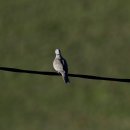 몽골의 새41 - Eurasian Collared Dove(염주비둘기) 이미지