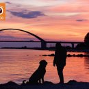 스마트독까페 이미지