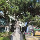 사우동 869 (보건소 앞) | 김포 사우동 풍년마을 아파트 임장