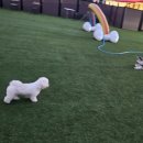 도그와트 이미지