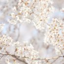 백년가약세탁소 이미지