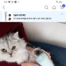 강아지 이발기 추천좀ㅜㅜ 이미지