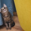 고양이 생활 호텔 이미지