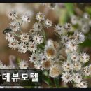 랑데뷰모텔