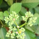 내동산 도는길 이미지