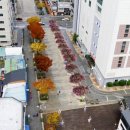 배롱나무거리 이미지