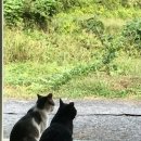 도안농장 이미지