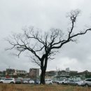 구.울산초 이미지