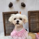 강아지미용실 이미지