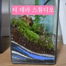자연가습 이끼 테라리엄 | 데라스튜디오 이색데이트 원데이클래스 테라리움 워디언케이스 만들기 체험 주차 방문 후기