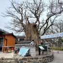 (계룡산1) 갑사 원효대 연천봉 등운암 관음봉 자연성릉 삼불봉 남매탑 동학사(24.4.6.일)...(1/2) 이미지