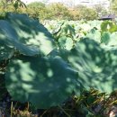 봉방천변길 이미지