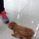 가좌동물병원 네이버블로그