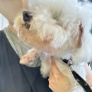 날다펫 | 바비온 메인클리퍼 엑스퍼트 X9 학원실견미용 (51)