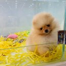 퍼스트 독 앤 캣 이미지