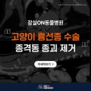 서울송파동물병원 | 송파 동물병원 고양이 흉선종 수술, 종격동 종괴 제거 후기