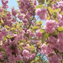 오월(5월) 1 이미지