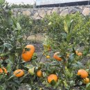 귤림재 | [제주/성산] 귤림재 제주동쪽10만원대 가성비 독채 자쿠지 감성숙소 B02 후기