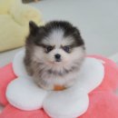 폼스키 | 제주도폼스키 분양후기 생활 적응성 폼스키분양가 꼼꼼한 정보