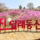 4월7일(금요일)부천둘레길(원미산진달래&도당산 벚꽃) 이미지
