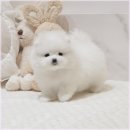 행복한 강아지 이미지