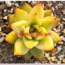 철화농장 이미지