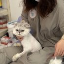 미용하냥 이미지