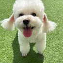 마마스미독펜트하우스 광주애견유치원&애견호텔 본점 이미지