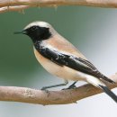 【검은꼬리사막딱새 Desert wheatear】 「사막 휘트이어(Oenanthe deserti)」 이미지