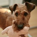 진석범동물병원 이미지