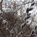 버들강아지 이미지