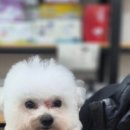 강아지 마법사 골드맘 이미지